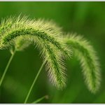 강아지풀이 내 볼<b>따구</b> 떄렸쪄.