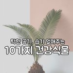 탁한 공기, 습기 잡아주는 8가지 건강<b>식물</b>