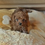 [강아지] 푸들/50일 <b>밤톨</b>이의 가족이 되어주세요.