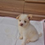 [강아지] 유기견/생후 50일/ 사과박스에서 구조된 호동이의 가족이...