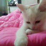 우리집냥이 <b>성장</b>