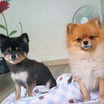 [강아지] 매력 터지는 <b>포</b><b>메</b> 두마리