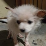 대구분들 여기 좀 봐주세요..이뿐 아가 <b>임보</b> 입양자 찾습니다...