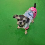 [강아지] 유기견/말티요키믹스/<b>수민</b>이에게 포근한 가족이 되어주세요...