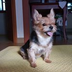 추가---오늘입원시키고왔어요~