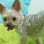 저 오늘 개한마리 죽일뻔했어요 ㅜㅜ