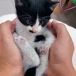 <b>어미</b> 잃은 새끼고양이 입양하세요