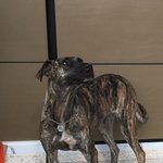 [강아지] 우리 <b>반짝</b>이를 기억해 주세요.