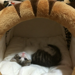 고양이 <b>버릇</b> 고치는 방법 좀..