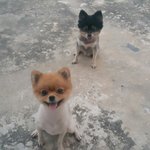 [강아지] 매력 터지는 <b>포</b><b>메</b> 두마리