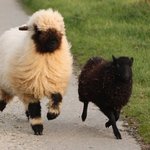 달콤<b>살벌</b> 두 얼굴의 검은 양