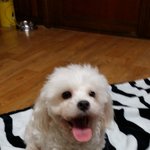 [강아지] 치과 치료하다가 무지개다리 건넜어요 ㅠㅠ