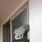 [고양이] 돌아온 도로시 <b>탈출</b>하고파~