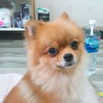 [강아지] 오늘은 또치를 데려 와쩌염