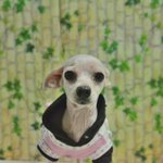 (유기견) 말티즈/4살 똘망똘망한 눈을 가진 <b>혜민</b>이의 가족이 되어주세요!