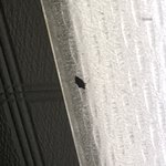 [EXO] ㅅㅂ 이거 뭔 벌레냐;;;