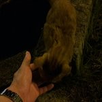 [고양이] <b>강변</b>에서 고양이 델고 왔어요 ㅠㅠ (입양 완료.)