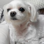 14년된 우리 동생