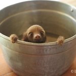 심쿵<b>유발</b> 아기 나무늘보 모음
