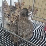 [고양이] 400그램의 몸으로 안간힘을 쓰며 범백을 이겨낸 하늘...