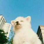 [댓글부탁해] <b>페리</b>페라틴트중에 착색핑크아닌거