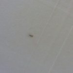 (혐)ㅅㅂ <b>천장</b>에 이거 뭐야 ㅠㅠ