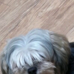 울집개 대성닮음