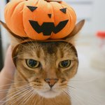 [고양이] 부부와 함께하는 동거묘 세마리 10 - 할로윈