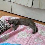 [고양이] <b>아리</b>의 변천사 ✋✋ [사진 추가+++]