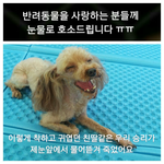 반려견은 죽고 경찰과 가해자는 사건조작!<b>재수사</b> 해주세요!