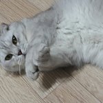 개키우면서 길냥이는 다 죽었으면 좋겠다는 마인드