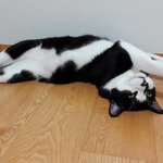 [우리나라냥] <b>턱시도</b> 냥이 나라