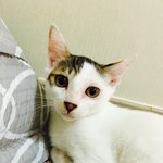 [고양이] 안녕 <b>베르</b>야