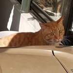 [고양이] 영악이의 소식을 알려드립니다.