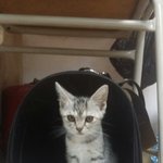 [고양이] 안녕하세요. 하루입니다.