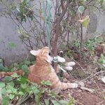 [도와주세요] (사진혐오주의)<b>여수</b> 길냥이 학대살해범 잡을수 있게...