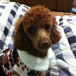 [강아지] 우리 푸들가족을 소개합니다