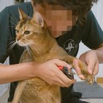 [고양이] 부부와 함께하는  동거묘 세마리 11 - 바디케어