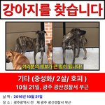 [돌아와반짝] 반짝이 찾아 삼만리