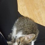 냥줍했습니다 ㅠㅠ