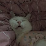 [고양이] 중문없는집 <b>복도</b>에 고양이 울음소리들릴까요?