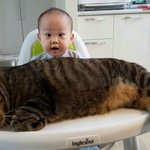 [고양이] 303일째 육아육묘