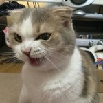 머하냐 <b>요망</b>한것