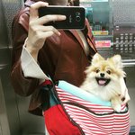 우리 콩알이 2살 포메라니안이에요