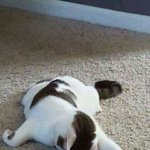 [고양이] 도와주세요ㅠㅠㅠ 애기가밥을못먹어요ㅠㅠ