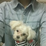 [강아지]<b>상처</b>가 많았던 아이가 180도 변했어요^^