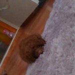[강아지] 푸들가족을 소개합니다