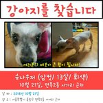 [도와주세요] 저희 집 소중한 가족 토토를 찾아주세요..