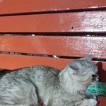 [고양이] 킬리만자로의 <b>도로시</b>