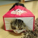 정체성을 잃어가는 <b>시크</b>냥이들
